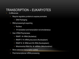 TRANSCRIPTION – EUKARYOTES
•   5 differences
     • Require regulatory proteins to expose promoters
           • DNA Packaging
     • RNA processing & exporting
           • Nucleus
           •  translation and transcription not simultaneous
     • Has 4 RNA Polymerases
           • RNAP I  rRNA (Nucleolus)
           • RNAP II  mRNA precursors (Nucleoplasm)
           • RNAP III  tRNA and 5S rRNA (Nucleoplasm)
           • Mitochondrial RNA Pol  mtRNAs (Mitochondrion)
     • More extensive transcription control
     • Post-transcriptional mRNA processing
 