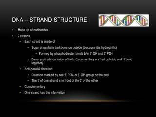DNA – STRAND STRUCTURE
•   Made up of nucleotides
•   2 strands
     •   Each strand is made of
           • Sugar phosphate backbone on outside (because it is hydrophilic)
                 • Formed by phosphodiester bonds b/w 3’ OH and 5’ PO4
           • Bases protrude on inside of helix (because they are hydrophobic and H bond
             together)
     •   Anti-parallel direction
           • Direction marked by free 5’ PO4 or 3’ OH group on the end
           • The 5’ of one strand is in front of the 3’ of the other
     •   Complementary
     •   One strand has the information
 