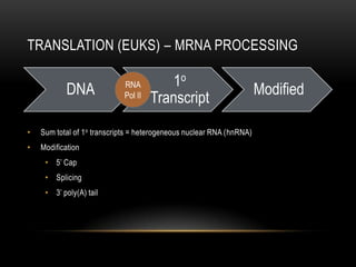 TRANSLATION (EUKS) – MRNA PROCESSING

                                         1o
            DNA              RNA
                                                                       Modified
                             Pol II
                                      Transcript
•   Sum total of 1 o transcripts = heterogeneous nuclear RNA (hnRNA)
•   Modification
     • 5’ Cap
     • Splicing
     • 3’ poly(A) tail
 
