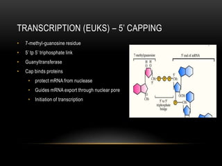 TRANSCRIPTION (EUKS) – 5’ CAPPING
•   7-methyl-guanosine residue
•   5’ tp 5’ triphosphate link
•   Guanyltransferase
•   Cap binds proteins
     • protect mRNA from nuclease
     • Guides mRNA export through nuclear pore
     • Initiation of transcription
 