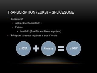 TRANSCRIPTION (EUKS) – SPLICESOME
•   Composed of
     • snRNA (Small Nuclear RNA) +
     • Proteins
          •  snRNPs (Small Nuclear Ribonucleoproteins)
•   Recognizes consensus sequences at ends of introns




            snRNA                      Proteins           snRNP
 