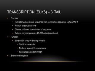 TRANSCRIPTION (EUKS) – 3’ TAIL
•   Process
     • Polyadenylation signal sequence from termination sequence (AAUAAA)
     • Recruit endonuclease 
     • Cleave 20 bases downstream of sequence
     • Poly(A) polymerase adds 40-250 A to cleaved end
•   Function
     • Bind PABP (Poly-A Binding Protein)
          • Stabilize molecule
          • Protects against 3’ exonuclease
          • Facilitates export of mRNA
•   Shortened in cytosol
 