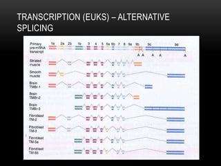 TRANSCRIPTION (EUKS) – ALTERNATIVE
SPLICING
 