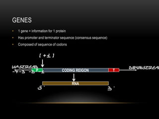 GENES
•   1 gene = information for 1 protein
•   Has promoter and terminator sequence (consensus sequence)
•   Composed of sequence of codons

                  [+1]

Upstream                                                             Downstream
-4-3 -2 P-1                        CODING REIGON                 T


                                         RNA
                  5'                                            3'
 