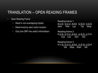 TRANSLATION – OPEN READING FRAMES
•   Open Reading Frame
                                              Reading frame 1
     • Read in non-overlapping triplets       A U G U U U AAA U G G U G A
     • Determined by start codon location     start  Phe Lys    Trp Stop

     • Only one ORF has useful informatiaon   Reading frame 2
                                              A U G U U U AAA U G G U G A
                                                 Cys Leu      Asn Gly

                                              Reading frame 3
                                              A U G U U U AAA U G G U G A
                                                   Val Stop Start Val
 