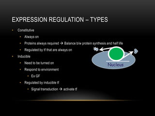 EXPRESSION REGULATION – TYPES
•   Constitutive
     • Always on
     • Proteins always required  Balance b/w protein synthesis and half life
     • Regulated by tf that are always on
•   Inducible
     • Need to be turned on
                                                                  Nucleus
     • Respond to environment
           • Ex GF
     • Regulated by inducible tf
           • Signal transduction  activate tf
 