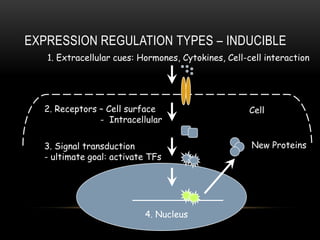 EXPRESSION REGULATION TYPES – INDUCIBLE
   1. Extracellular cues: Hormones, Cytokines, Cell-cell interaction




  2. Receptors – Cell surface                        Cell
               - Intracellular

  3. Signal transduction                             New Proteins
  - ultimate goal: activate TFs




                           4. Nucleus
 