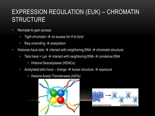 EXPRESSION REGULATION (EUK) – CHROMATIN
STRUCTURE
•   Remodel to gain access
     • Tight chromatin  no access for tf to bind
     • Req unwinding  acetylation
•   Histones have tails  interact with neighboring DNA  chromatin structure
     • Tails have + Lys  interact with neighboring DNA  condense DNA
          • Histone Deacetylases (HDACs)
     • Acetylated tails have – charge  looser structure  exposure
          • Histone Acetyl Transferases (HATs)
 