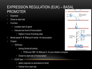EXPRESSION REGULATION (EUK) – BASAL
PROMOTER
•   Essential
•   Close to start site
•   Function
     • Locates start of gene
     • Induces low level of transcription
           • Higher if more tf binding sites
•   Binds basal tf  RNA pol II binds  transcription
•   2 types
     • TATA box
           • strong (binds all alone)
                 • TFIID and TBP  RNA pol II  pre-initiation complex
           • Closer to start site of transcription
     • CCAT box
           • weak (requires co-activators to bind)
           • Farther from start site
 