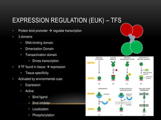 EXPRESSION REGULATION (EUK) – TFS
•   Protein bind promoter  regulate transcription
•   3 domains
     •   DNA binding domain
     •   Dimerization Domain
     •   Transactivation domain
           • Drives transcription
•   If TF found in tissue  expression
     •   Tissue specificity
•   Activated by environmental cues
     •   Expression
     •   Active
           • Bind ligand
           • Bind inhibitor
           • Localization
           • Phosphorylation
 