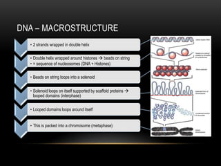 DNA – MACROSTRUCTURE
  • 2 strands wrapped in double helix

  • Double helix wrapped around histones  beads on string
  • = sequence of nucleosomes (DNA + Histones)

  • Beads on string loops into a solenoid

  • Solenoid loops on itself supported by scaffold proteins 
    looped domains (interphase)

  • Looped domains loops around itself


  • This is packed into a chromosome (metaphase)
 