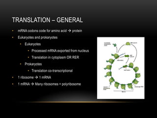 TRANSLATION – GENERAL
•   mRNA codons code for amino acid  protein
•   Eukaryotes and prokaryotes
     • Eukaryotes
          • Processed mRNA exported from nucleus
          • Translation in cytoplasm OR RER
     • Prokaryotes
          • Translation co-transcriptional
•   1 ribosome  1 mRNA
•   1 mRNA  Many ribosomes = polyribosome
 