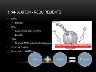 TRANSLATION - REQUIREMENTS
•   mRNA
     • template
•   tRNA
     • Carries amino acids to mRNA
     • Specific
•   rRNA
     • Structural AND functional role in ribosome
•   Ribosomal Proteins
•   Protein factors: All GTPases


                             rRNA                   Proteins   Ribosomes
 
