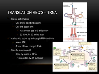 TRANSLATION REQ’S – TRNA
•   Clover leaf structure
     • One amino acid binding arm
     • One anti-codon arm
           • Has wobble pos’n  efficiency
           • 20 tRNA for 20 amino acids
•   Amino acid bound by aminoacyl-tRNA-synthase
     • Needs ATP
     • Bound tRNA = charged tRNA
•   Specific to amino acid
     • Done by shape of tRNA
     •  recognition by diff synthase
 