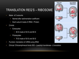 TRANSLATION REQ’S – RIBOSOME
•   Made of 2 subunits
     • Named after sedimentation coefficient
     • Each subunit made of rRNA + Protein
•   2 kinds
     • Eukaryotes
           • 80 S made of 40 S and 60 S
     • Prokaryotes
           • 70 S made of 30 S and 50 S
•   Function: translation of mRNA using tRNA
•   Clinical: Chloramphinecol binds 50S --| peptidyl transferase --| translation
 