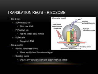 TRANSLATION REQ’S – RIBOSOME
•   Has 3 sites
     •   A (Aminoacyl) site
           • Binds new tRNA
     •   P (Peptidyl) site
           • Has the protein being formed
     •   E (Exit) site
           • Deacylated tRNA
•   Has 2 centres
     •   Peptidyl transferase centre
           • Where peptide bond formation catalyzed
     •   Decoding centre
           • Ensures only complementary anti-codon tRNA are added
 