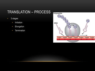 TRANSLATION – PROCESS
•   3 stages
     • Initiation
     • Elongation
     • Termination
 