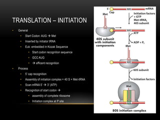 TRANSLATION – INITIATION
•   General
     •   Start Codon: AUG  Met
     •   Inserted by initiator tRNA
     •   Euk: embedded in Kozak Sequence
              • Start codon recognition sequence
              • GCC AUG
              •  efficent recognition
•   Process
     •   5’ cap recognition
     •   Assembly of initiation complex = 40 S + Met-tRNA
     •   Scan mRNA 5’  3’ (ATP)
     •   Recognition of start codon 
              • assembly of complete ribosome
              • Initiation complex at P site
 