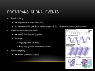 POST-TRANSLATIONAL EVENTS
•   Protein folding
     •  required structure for function
     • 1o (sequence of aa) 2o (a helix/b sheets) 3o (3D) 4o structure (multinumeric)
•   Post-translational modifications
     •  modify function and position
     • Example
           • Glycosylation: secreted
           • Fatty acyl groups: membrane anchors
•   Protein targeting
     •  moves protein to location
 
