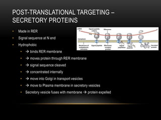 POST-TRANSLATIONAL TARGETING –
SECRETORY PROTEINS
•   Made in RER
•   Signal sequence at N end
•   Hydrophobic
     •  binds RER membrane
     •  moves protein through RER membrane
     •  signal sequence cleaved
     •  concentrated internally
     •  move into Golgi in transport vesicles
     •  move to Plasma membrane in secretory vesicles
     • Secretory vesicle fuses with membrane  protein expelled
 