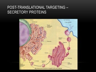 POST-TRANSLATIONAL TARGETING –
SECRETORY PROTEINS
 