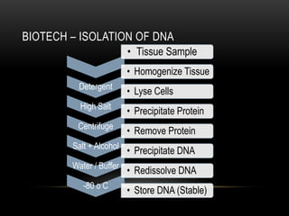 BIOTECH – ISOLATION OF DNA
                         • Tissue Sample
                         • Homogenize Tissue
         Detergent
                         • Lyse Cells
          High Salt
                         • Precipitate Protein
         Centrifuge
                         • Remove Protein
        Salt + Alcohol
                         • Precipitate DNA
        Water / Buffer
                         • Redissolve DNA
           -80 o C
                         • Store DNA (Stable)
 