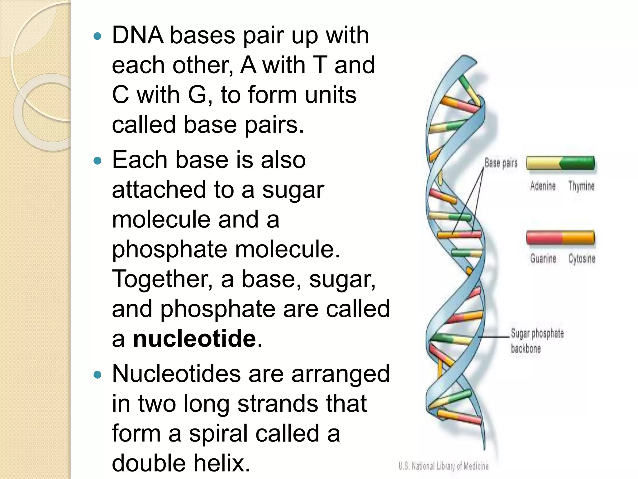  DNA bases pair up with
each other, A with T and
C with G, to form units
called base pairs.
 Each base is also
attached to a sugar
molecule and a
phosphate molecule.
Together, a base, sugar,
and phosphate are called
a nucleotide.
 Nucleotides are arranged
in two long strands that
form a spiral called a
double helix.
 
