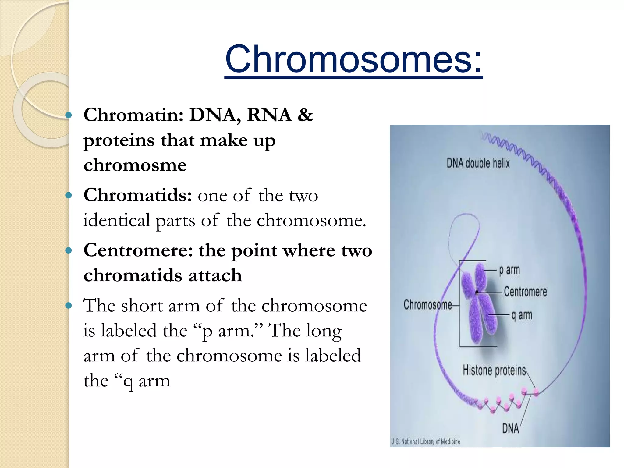 Chromosomes:
 Chromatin: DNA, RNA &
proteins that make up
chromosme
 Chromatids: one of the two
identical parts of the chromosome.
 Centromere: the point where two
chromatids attach
 The short arm of the chromosome
is labeled the “p arm.” The long
arm of the chromosome is labeled
the “q arm
 