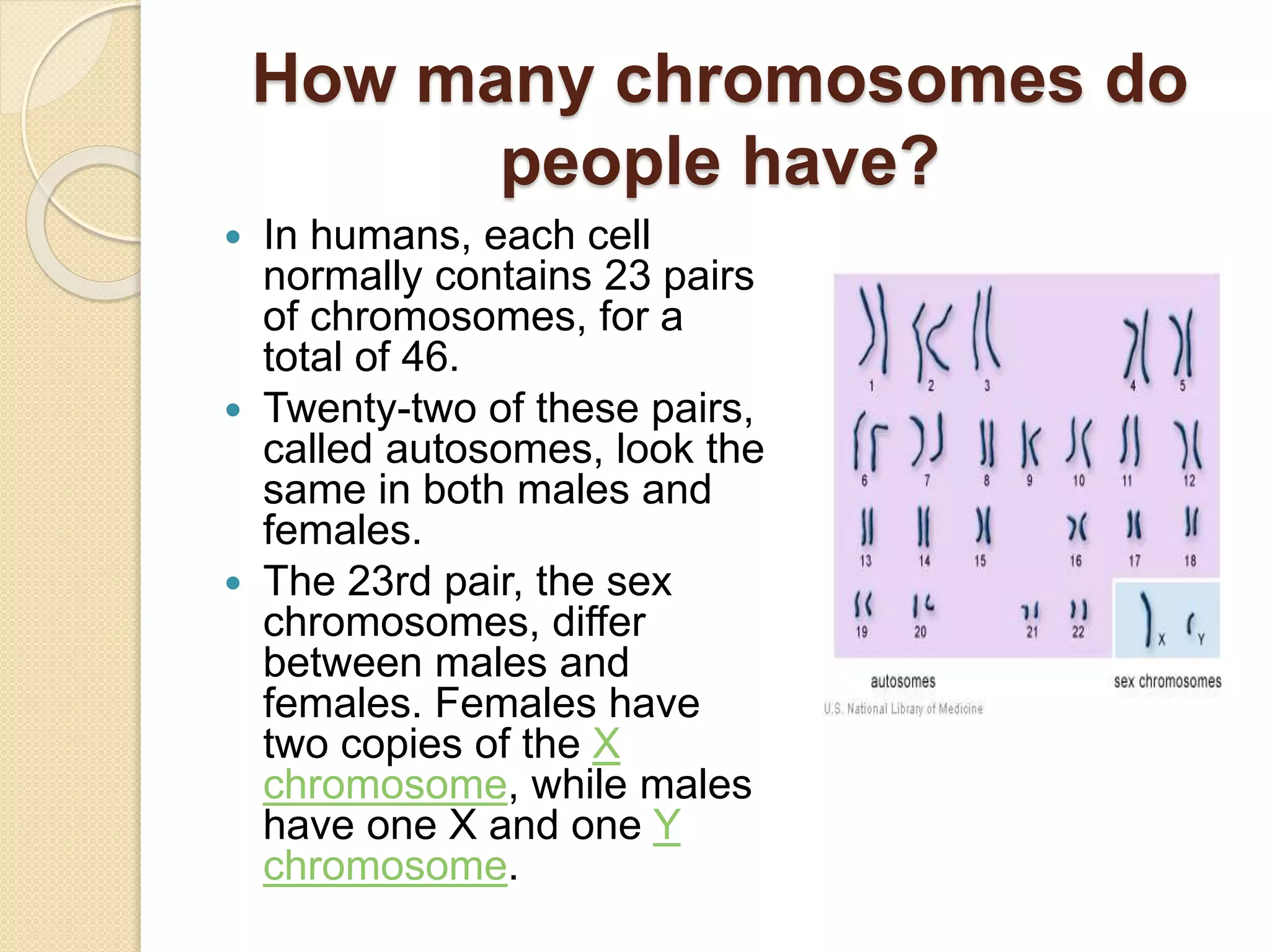 How many chromosomes do
people have?
 In humans, each cell
normally contains 23 pairs
of chromosomes, for a
total of 46.
 Twenty-two of these pairs,
called autosomes, look the
same in both males and
females.
 The 23rd pair, the sex
chromosomes, differ
between males and
females. Females have
two copies of the X
chromosome, while males
have one X and one Y
chromosome.
 