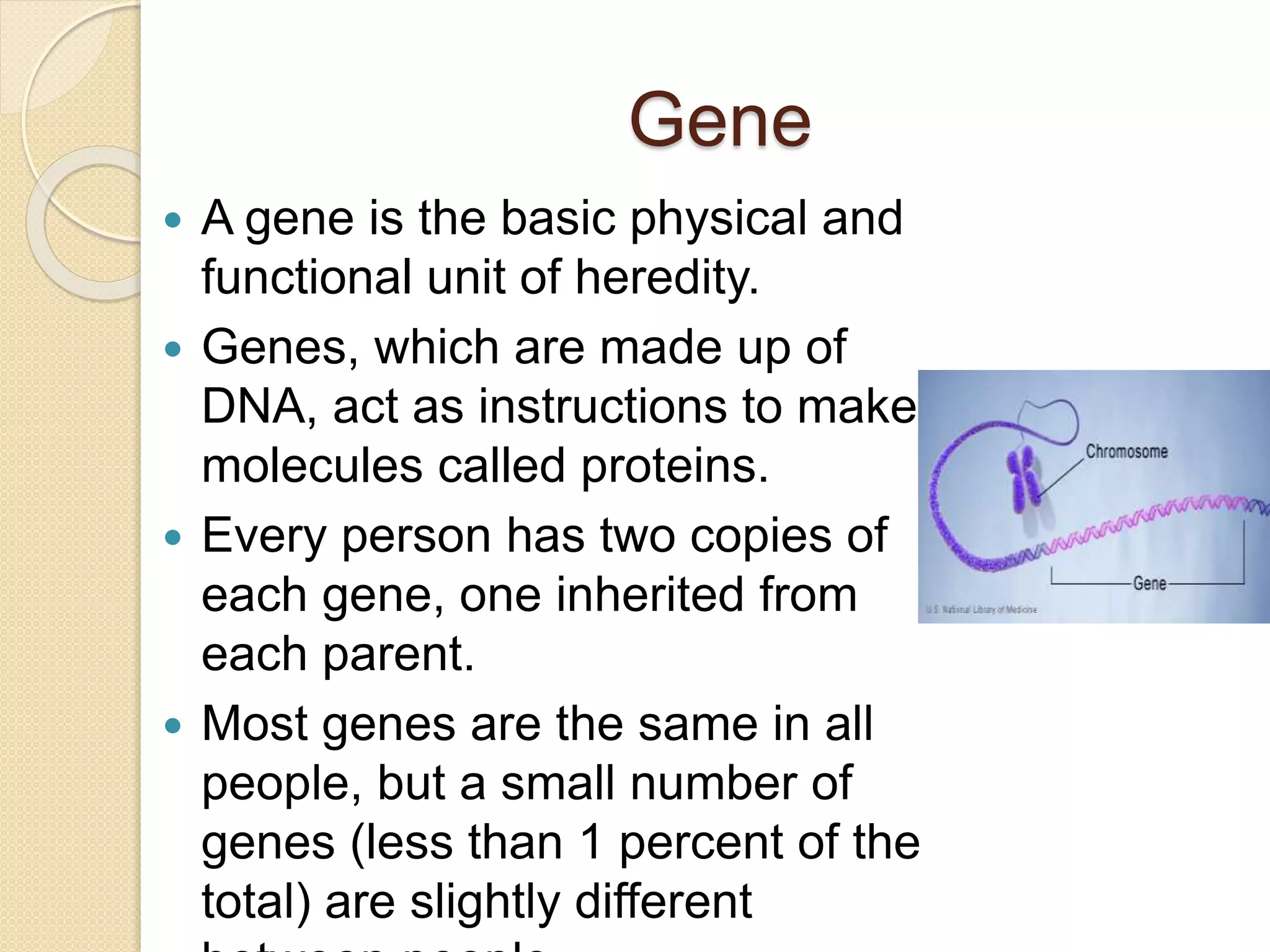 Gene
 A gene is the basic physical and
functional unit of heredity.
 Genes, which are made up of
DNA, act as instructions to make
molecules called proteins.
 Every person has two copies of
each gene, one inherited from
each parent.
 Most genes are the same in all
people, but a small number of
genes (less than 1 percent of the
total) are slightly different
 