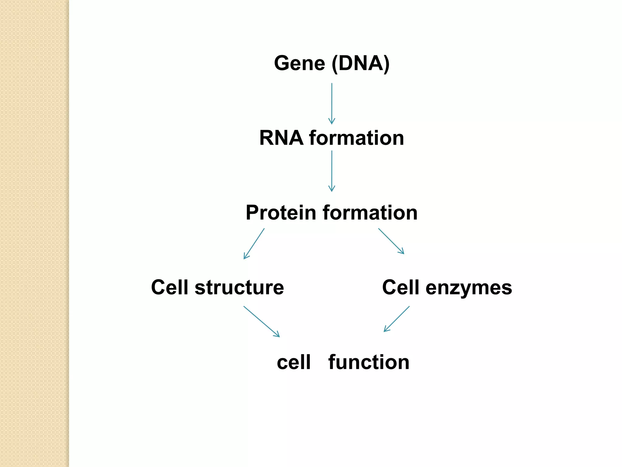 Gene (DNA)
RNA formation
Protein formation
Cell structure Cell enzymes
cell function
 