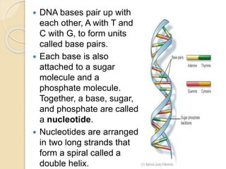  DNA bases pair up with
each other, A with T and
C with G, to form units
called base pairs.
 Each base is also
attached to a sugar
molecule and a
phosphate molecule.
Together, a base, sugar,
and phosphate are called
a nucleotide.
 Nucleotides are arranged
in two long strands that
form a spiral called a
double helix.
 