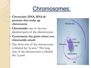 Chromosomes:
 Chromatin: DNA, RNA &
proteins that make up
chromosme
 Chromatids: one of the two
identical parts of the chromosome.
 Centromere: the point where two
chromatids attach
 The short arm of the chromosome
is labeled the “p arm.” The long
arm of the chromosome is labeled
the “q arm
 