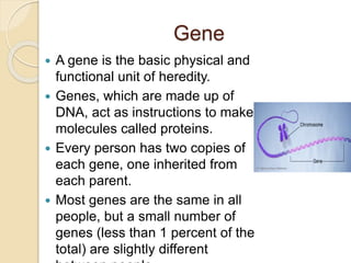 Gene
 A gene is the basic physical and
functional unit of heredity.
 Genes, which are made up of
DNA, act as instructions to make
molecules called proteins.
 Every person has two copies of
each gene, one inherited from
each parent.
 Most genes are the same in all
people, but a small number of
genes (less than 1 percent of the
total) are slightly different
 
