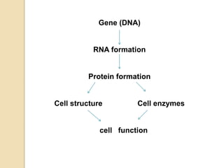 Gene (DNA)
RNA formation
Protein formation
Cell structure Cell enzymes
cell function
 