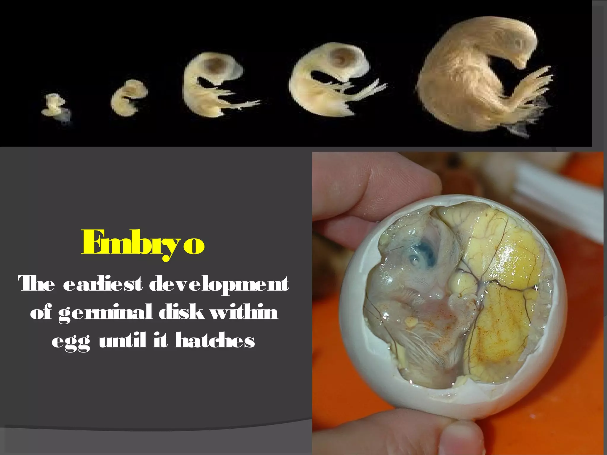 .
Embryo
The earliest development
of germinal disk within
egg until it hatches
 