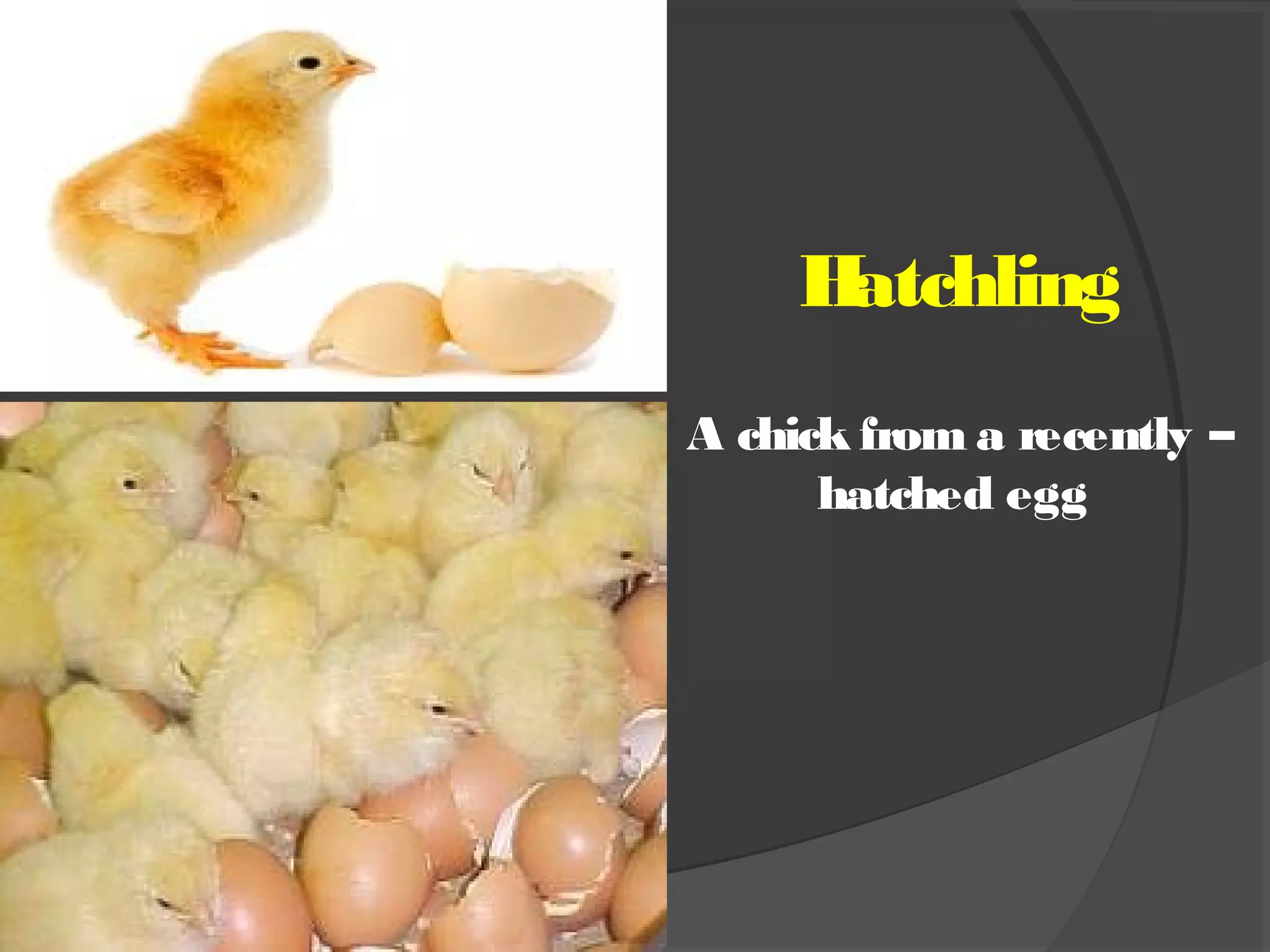 .
Hatchling
A chick from a recently –
hatched egg
 