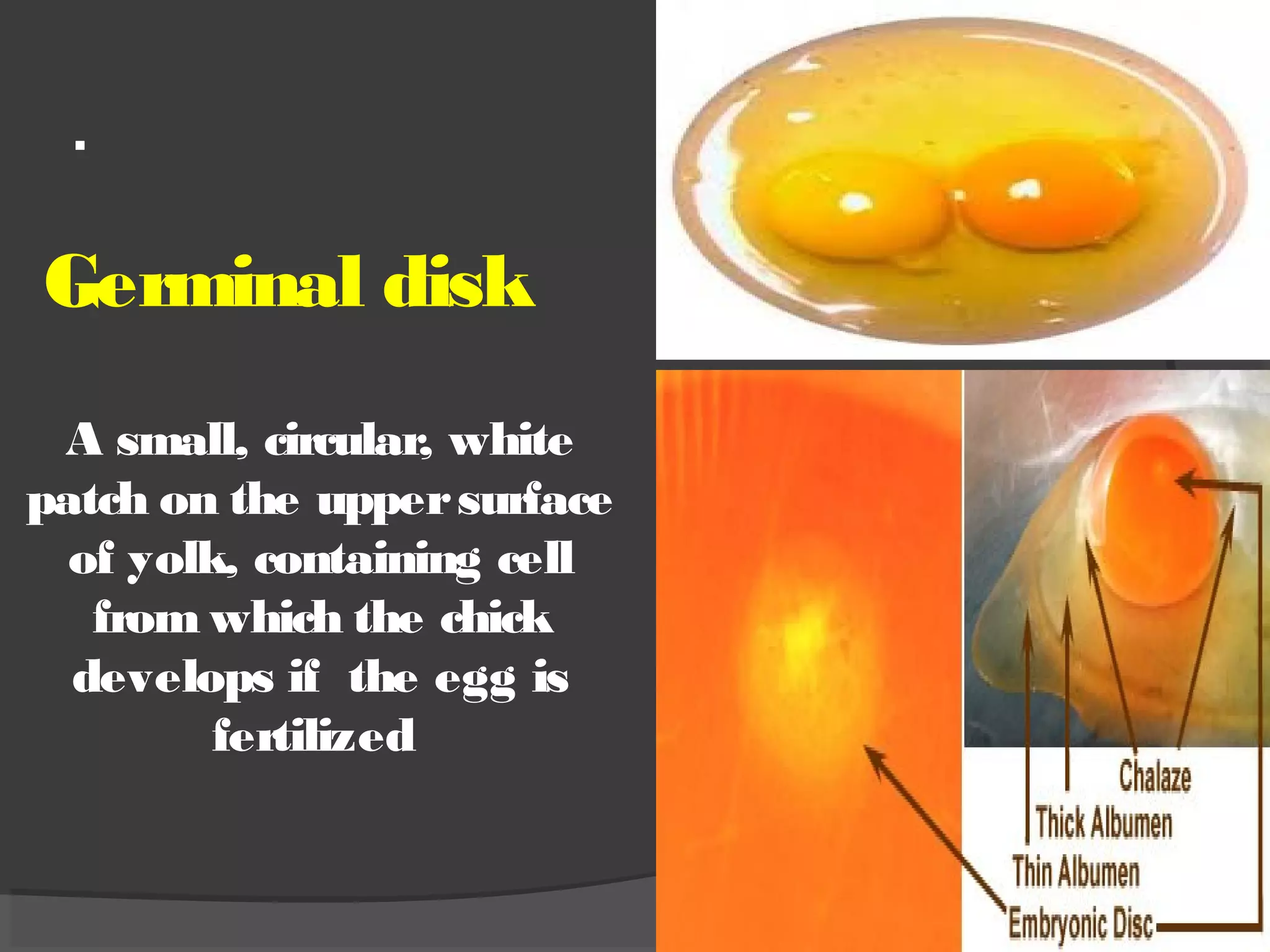 .
Germinal disk
A small, circular, white
patch on the uppersurface
of yolk, containing cell
from which the chick
develops if the egg is
fertilized
 