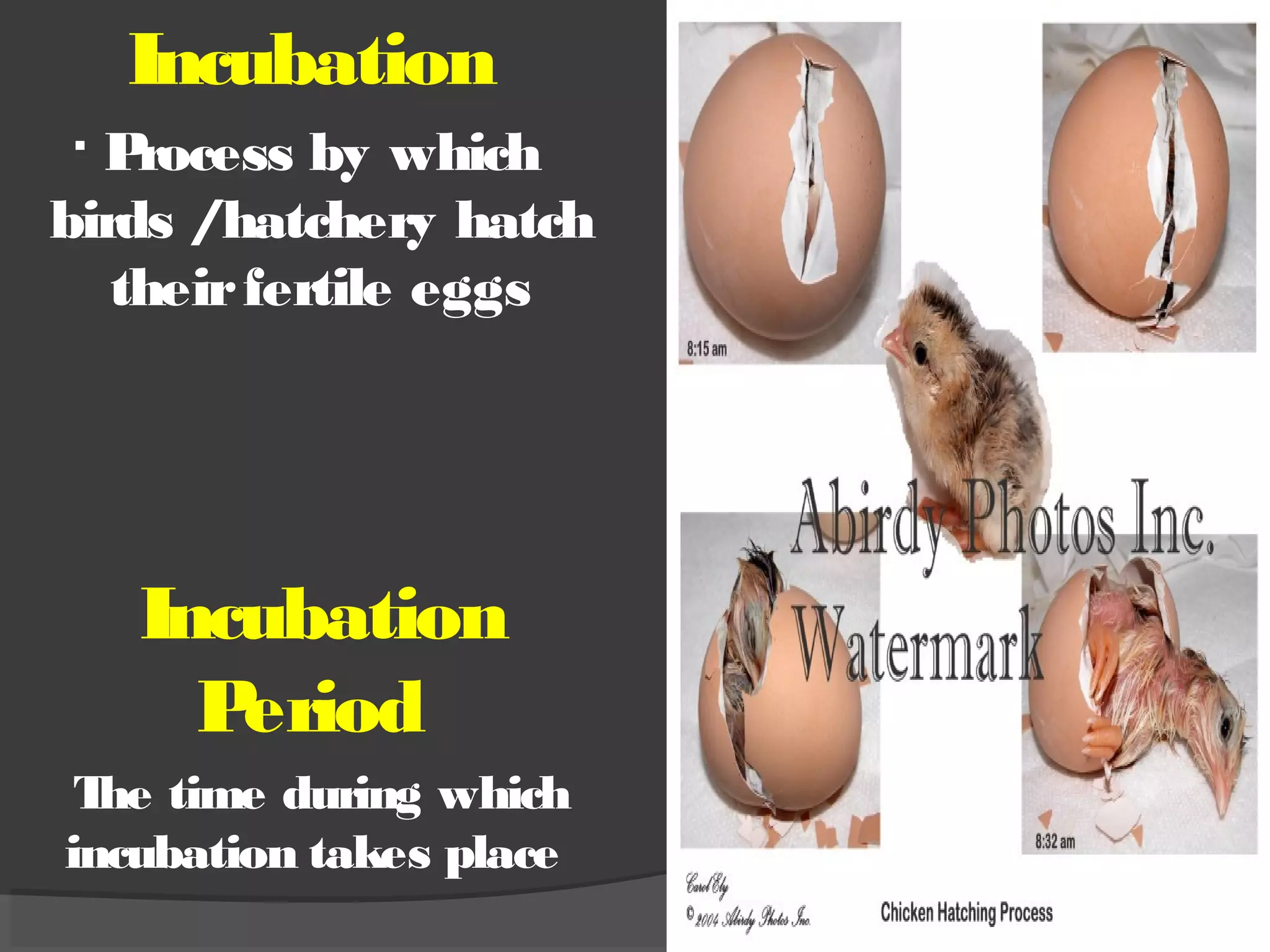 .
Incubation
Process by which
birds /hatchery hatch
theirfertile eggs
Incubation
Period
The time during which
incubation takes place
 