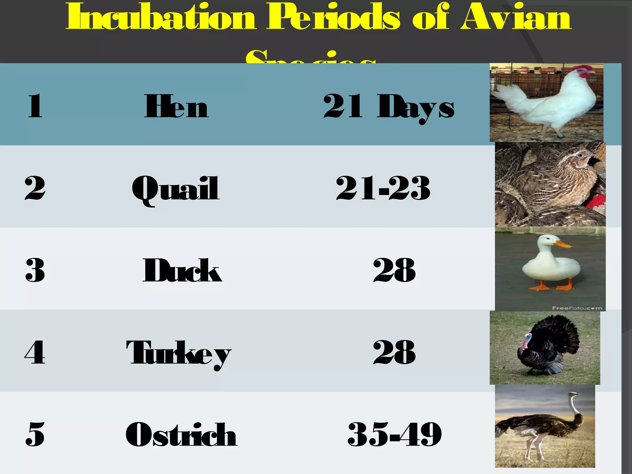 Incubation Periods of Avian
Species
.
1 Hen 21 Days
2 Quail 21-23
3 Duck 28
4 Turkey 28
5 Ostrich 35-49
 