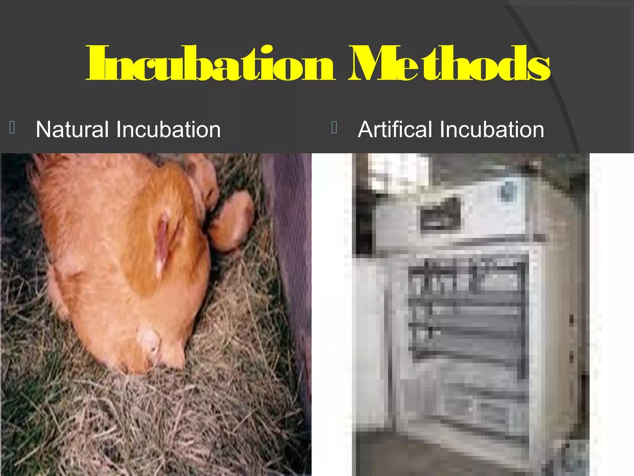 Incubation Methods
 Natural Incubation  Artifical Incubation
 