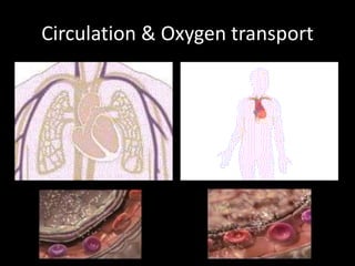 Circulation & Oxygen transport
 