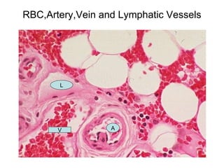 Basic histology | PPT