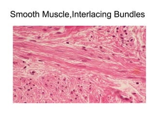 Basic histology | PPT