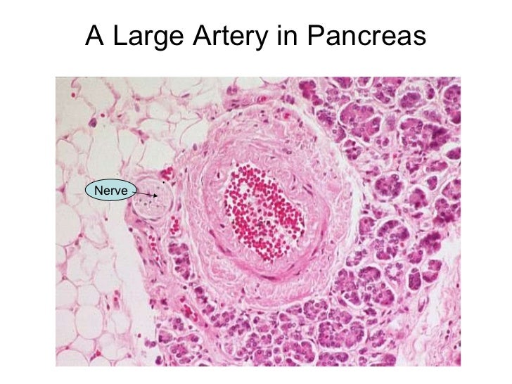 Basic Histology Basic Histology