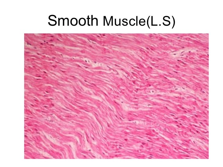 photo Dense Regular Connective Tissue Vs Smooth Muscle Histology basic histology