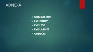 ADNEXA
 ORBITAL RIM
 EYE BROW
 EYE LIDS
 EYE LASHES
 ORIFICES
 