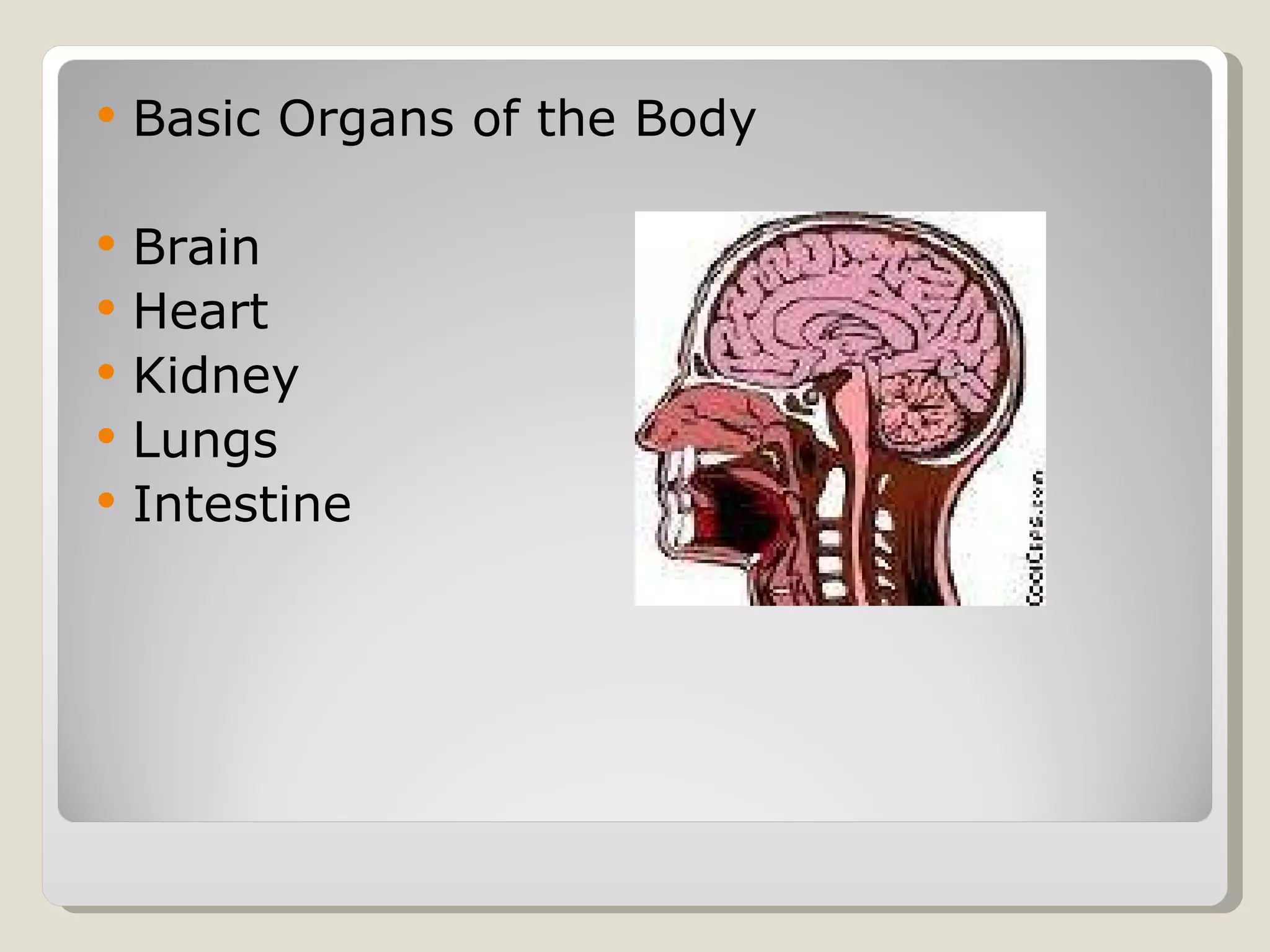 Basic Organs of the Body Brain Heart Kidney Lungs Intestine