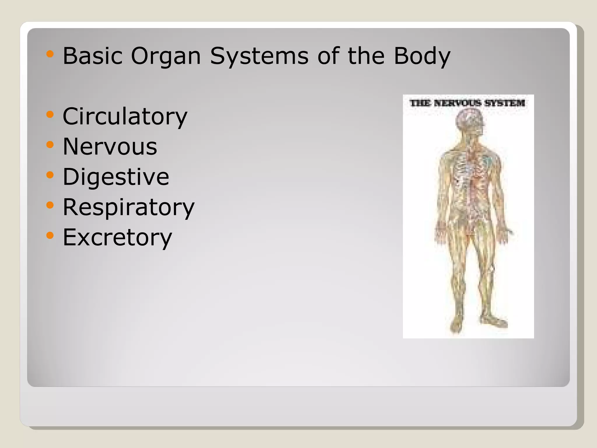 Basic Organ Systems of the Body Circulatory Nervous Digestive Respiratory Excretory
