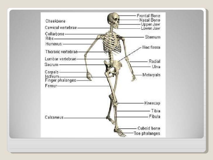 Human Bone Anatomy Ppt / Human Anatomy - Infographic for Presentations